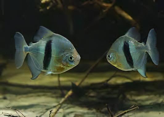 Black Banded Pacu Wide Bar Dollar Myleus Schomburgkii 5cm - Real Aquatics