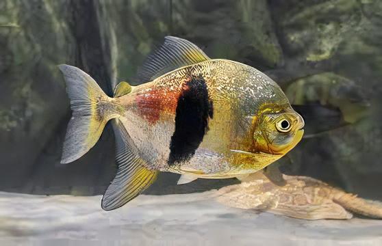 Black Banded Pacu Wide Bar Dollar Myleus Schomburgkii 5cm - Real Aquatics