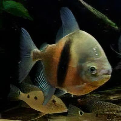 Black Banded Pacu Wide Bar Dollar Myleus Schomburgkii 5cm - Real Aquatics