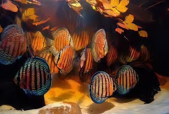Wild Discus 10cm - Real Aquatics