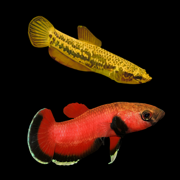 Wild Betta Albimarginata Pair Male & Female 3cm - Real Aquatics