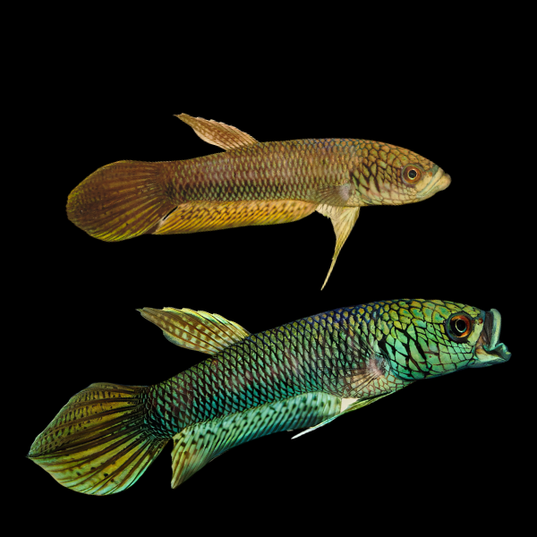 Wild Betta Antuta Pair Male & Female 3cm - Real Aquatics