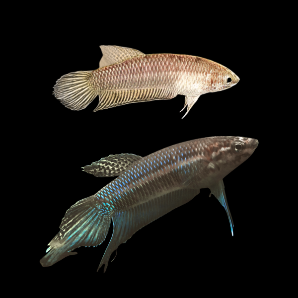 Wild Betta Bellica Pair Male & Female 3cm - Real Aquatics