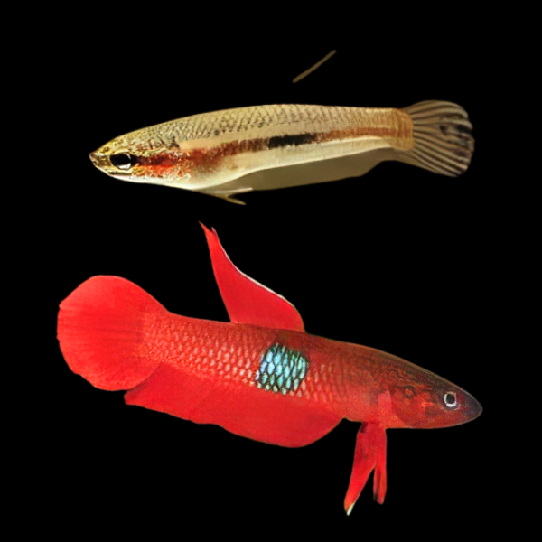 Wild Betta Brownorum Pair Male & Female 3cm - Real Aquatics