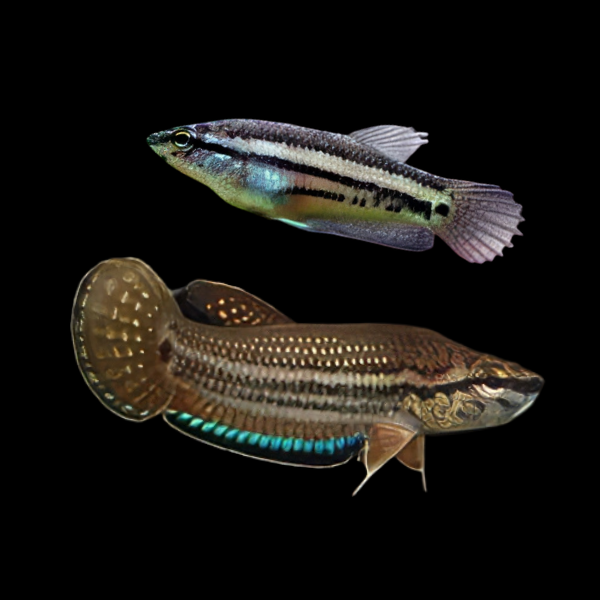 Wild Betta Edithae Pair Male & Female 3cm - Real Aquatics