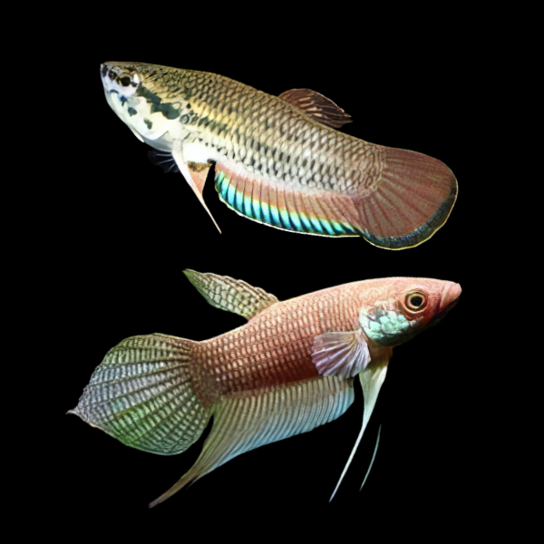 Wild Betta Fusca Pair Male & Female 3cm - Real Aquatics