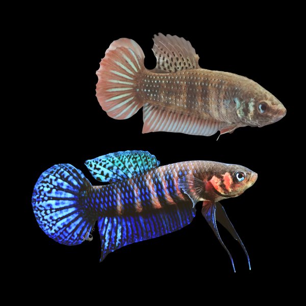 Wild Betta Hendra Pair Male & Female 3cm - Real Aquatics