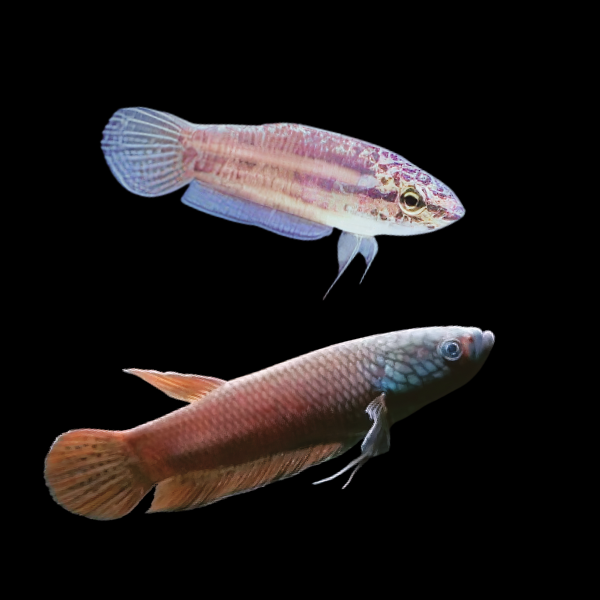 Wild Betta Ideii Pair Male & Female 3cm - Real Aquatics