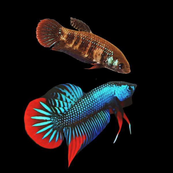 Premium Betta Pair Male & Female Wild Imbellis 3cm - Real Aquatics