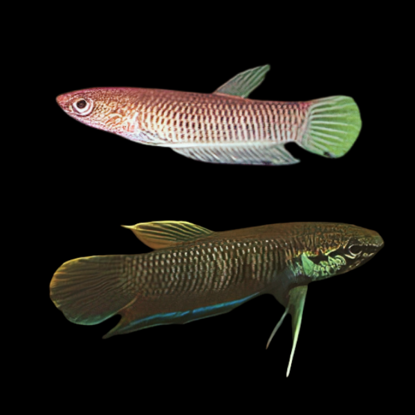 Wild Betta Kratois Pair Male & Female 3cm - Real Aquatics