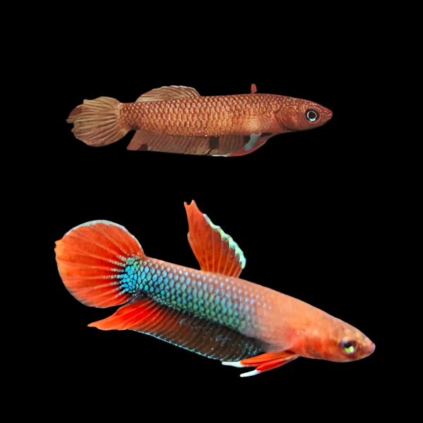 Wild Betta Laspis Pair Male & Female 3cm - Real Aquatics