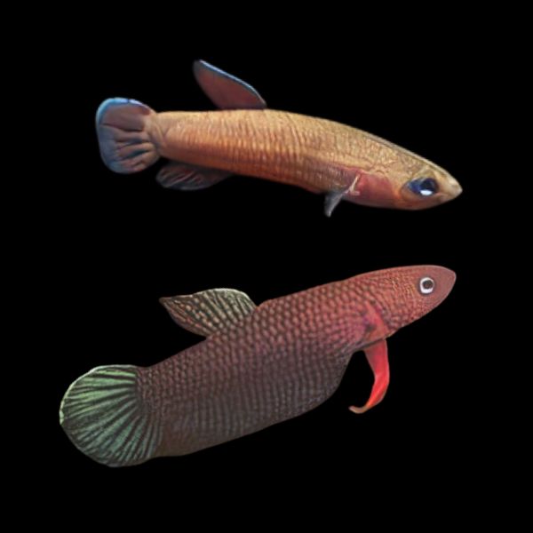 Wild Betta Miniopina Pair Male & Female 3cm - Real Aquatics