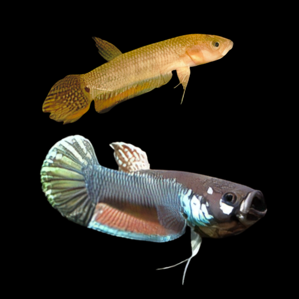 Wild Betta Palfina Bahiton Pair Male & Female 3cm - Real Aquatics