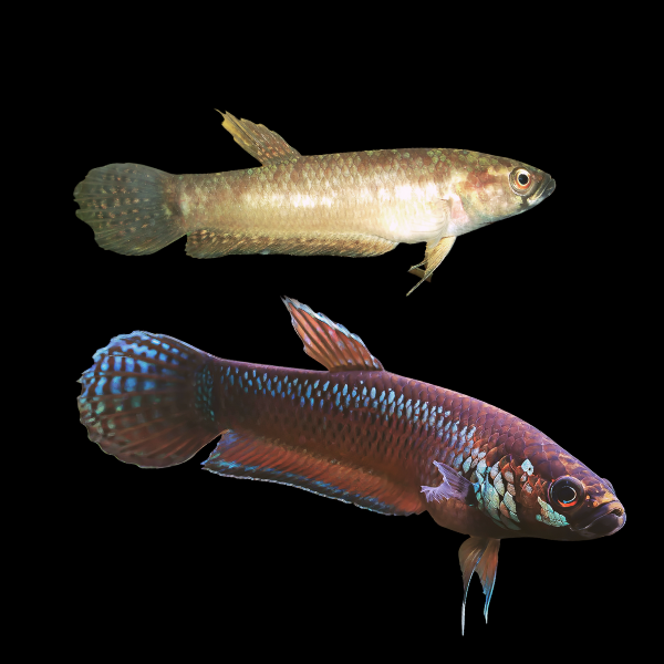 Wild Betta Palifina Pair Male & Female 3cm - Real Aquatics