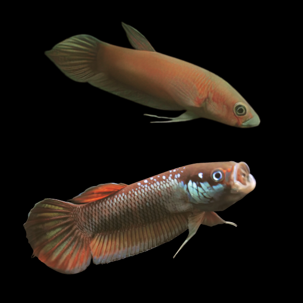 Wild Betta Patoti Pair Male & Female 3cm - Real Aquatics