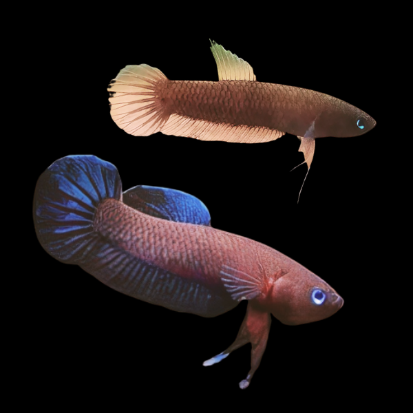 Wild Betta Persephone Pair Male & Female 3cm - Real Aquatics