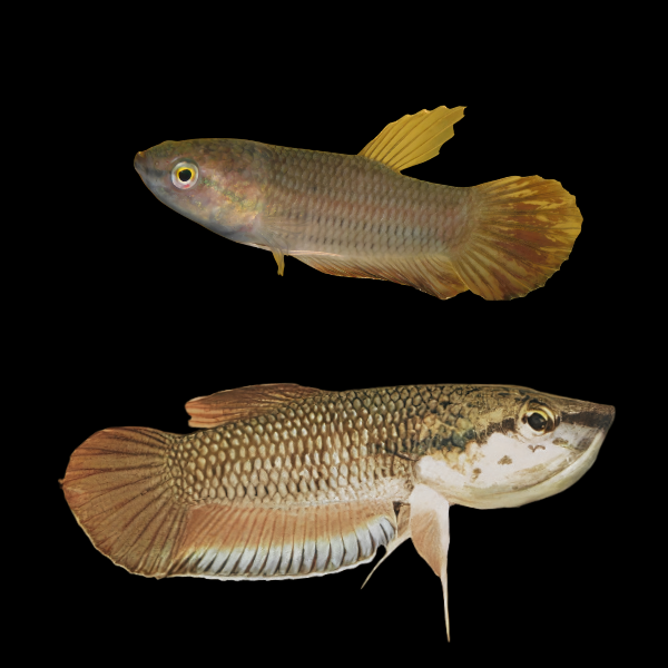 Wild Betta Picta Pair Male & Female 3cm - Real Aquatics