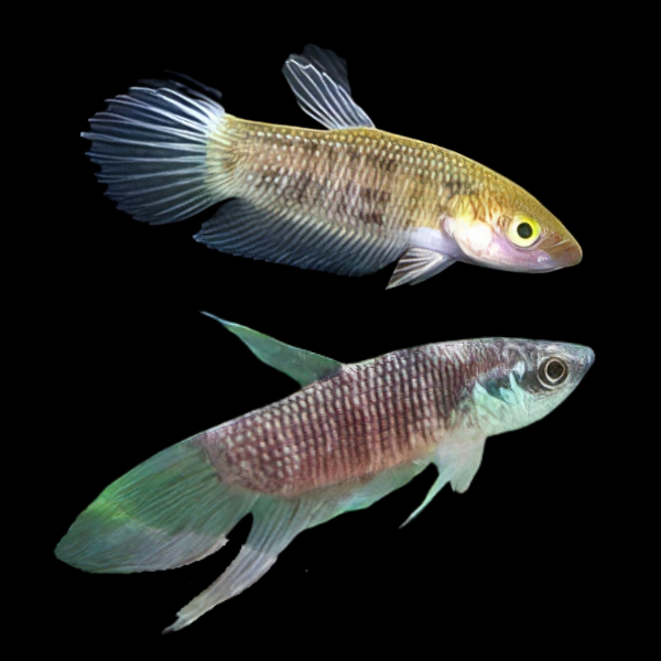 Wild Betta Pugnax Pair Male & Female 3cm - Real Aquatics