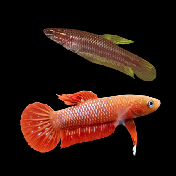 Wild Betta Rutilan Pair Male & Female 3cm - Real Aquatics