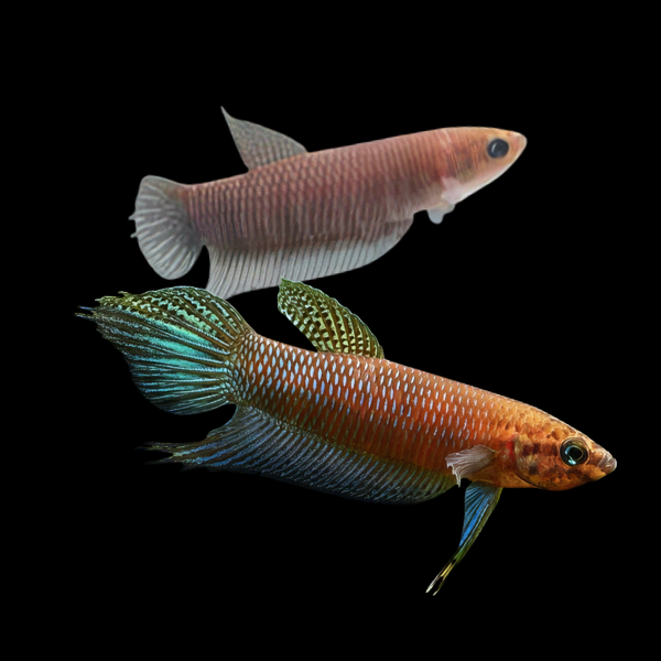 Wild Betta Simorum Pair Male & Female 3cm - Real Aquatics