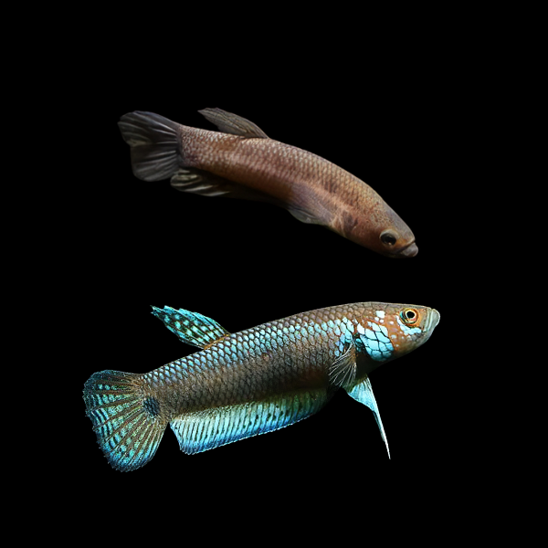 Wild Betta Unimaculata Pair Male & Female 3cm - Real Aquatics