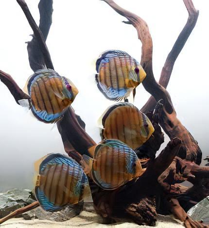 Wild Discus 10cm - Real Aquatics