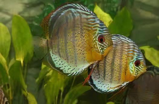 Wild Discus 10cm - Real Aquatics