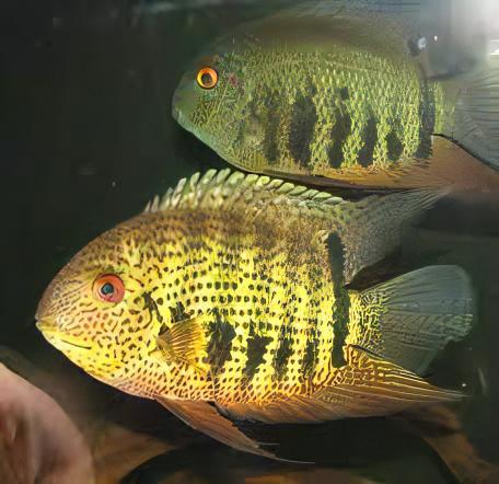 Wild Green Severum Heros Efasciatus 5cm - Real Aquatics