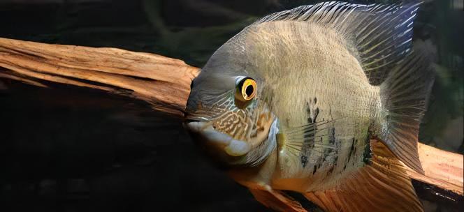 Wild Green Severum Heros Efasciatus 5cm - Real Aquatics
