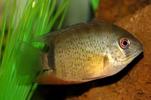 Wild Green Severum Heros Efasciatus 5cm - Real Aquatics