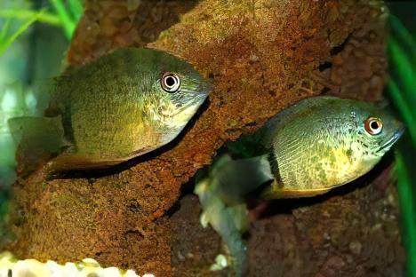 Wild Green Severum Heros Efasciatus 5cm - Real Aquatics