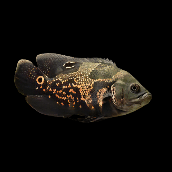 Wild Patterned Oscar Astronotus Ocellatus - Real Aquatics