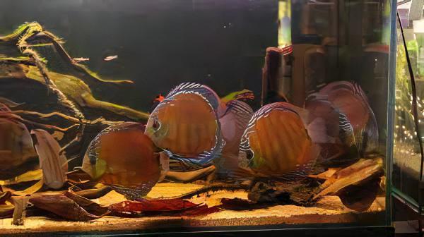 Wild Discus 10cm - Real Aquatics