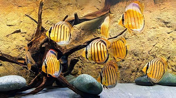 Wild Discus 10cm - Real Aquatics