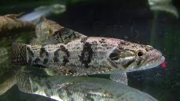 Wolf Fish Hoplias Malabaricus 8cm - Real Aquatics