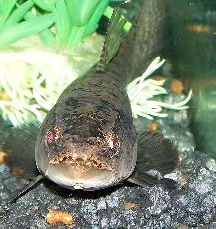 Wolf Fish Hoplias Malabaricus 8cm - Real Aquatics