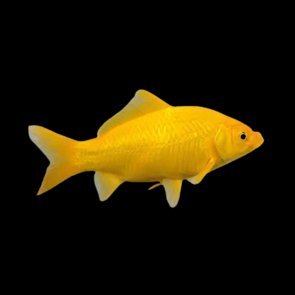 XL Goldfish Lemon Yellow Carassius Auratus 20cm - Real Aquatics
