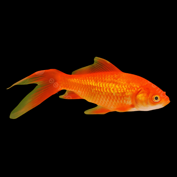 XL Goldfish Red Carassius Auratus 20cm - Real Aquatics