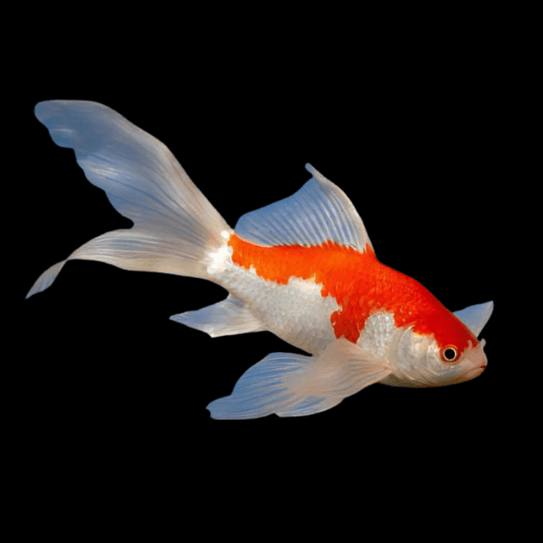 XL Goldfish Sarasa Red and White Comet Carassius Auratus 20cm - Real Aquatics