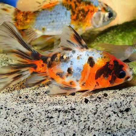 XL Goldfish Shubunkin Carassius Auratus 20cm - Real Aquatics