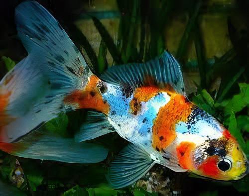 XL Goldfish Shubunkin Carassius Auratus 20cm - Real Aquatics