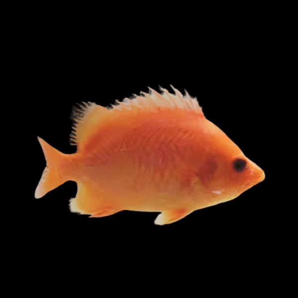 Xanthic Golden Datnoid 10cm - Real Aquatics