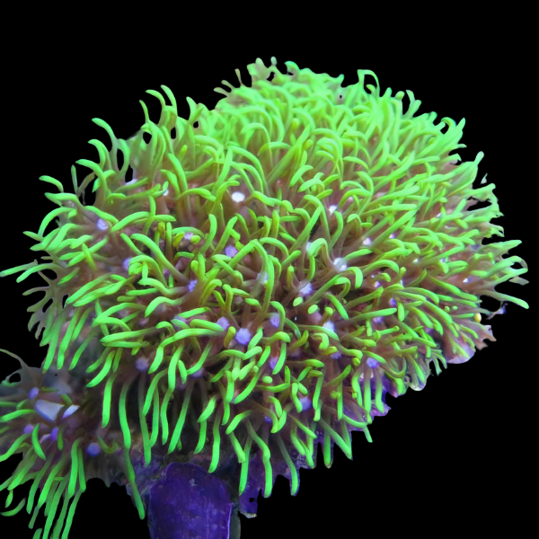 Xenia Green Star Coral Polyp Pachyclavularia Violacea - Real Aquatics