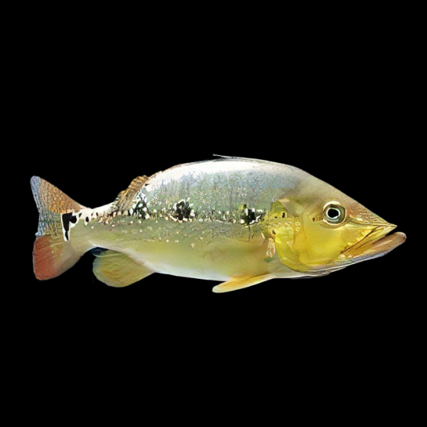 Xingu Peacock Bass - Real Aquatics