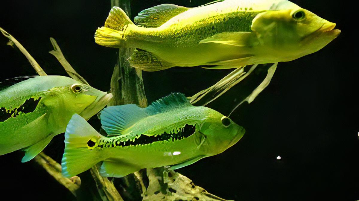 Xingu Peacock Bass - Real Aquatics
