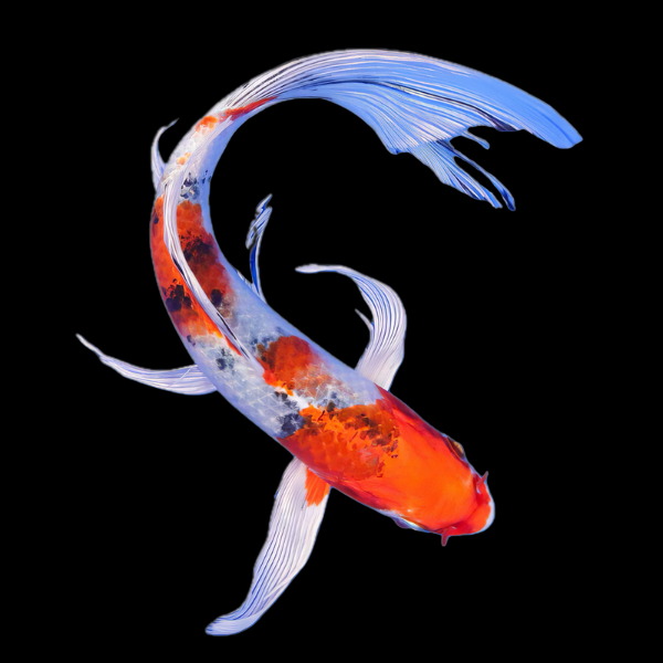 Yamato Nishiki Butterfly Grade A Koi Carp Cyprinus Carpio - Real Aquatics