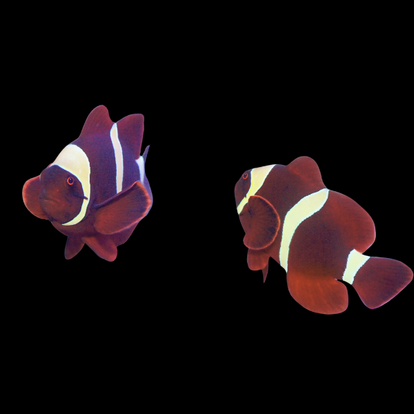 Yellow Band Maroon Clownfish Premnas Biaculeatus Pair - Real Aquatics