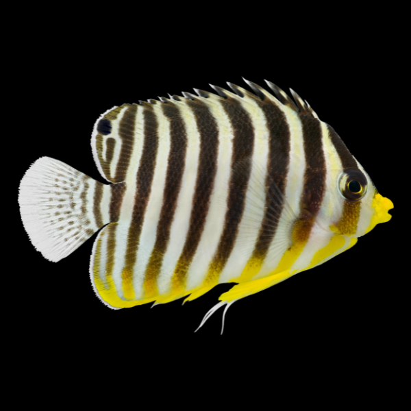 Yellow Banded Angelfish Paracentropyge Multifasciatus - Real Aquatics