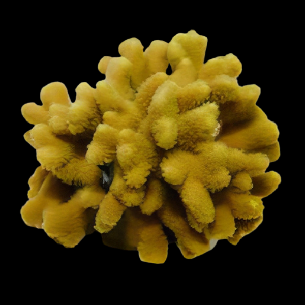 Yellow Branch Hard Coral Porites Sp - Real Aquatics