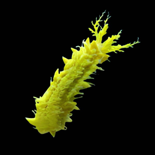 Yellow Cucumber Colochirus Robustus - Real Aquatics